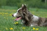 BORDER COLLIE 960